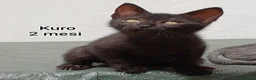 Altre razze gatti in regalo: GATTINI ADORABILI IN CERCA D'AMORE  a Città Metropolitana di Bologna - Annuncio 3