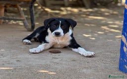 Altre razze cani in regalo: DANA DOLY DORIS 4 MESI (23/02/25) a Provincia di Bergamo - Immagine 3