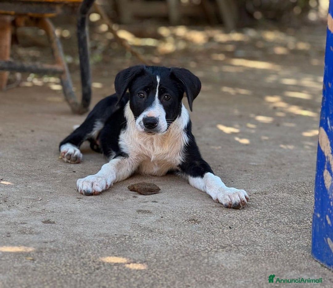 Altre razze cani in regalo: DANA DOLY DORIS 4 MESI (23/02/25) a Provincia di Bergamo - Immagine 3