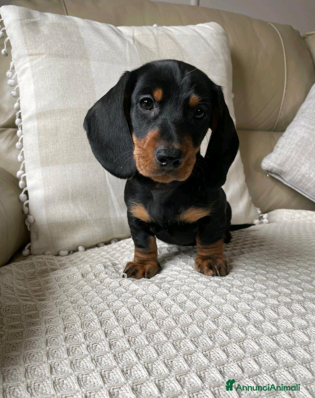 Bassotto cani in vendita: Cuccioli di Bassotto pronti a Provincia di Perugia - Immagine 2