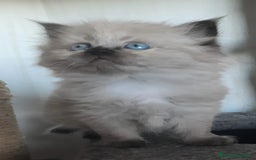 Siberiano gatti in vendita: Gatti cuccioli Siberiani ipoallergenici a Provincia di Forlì-Cesena - Immagine 21