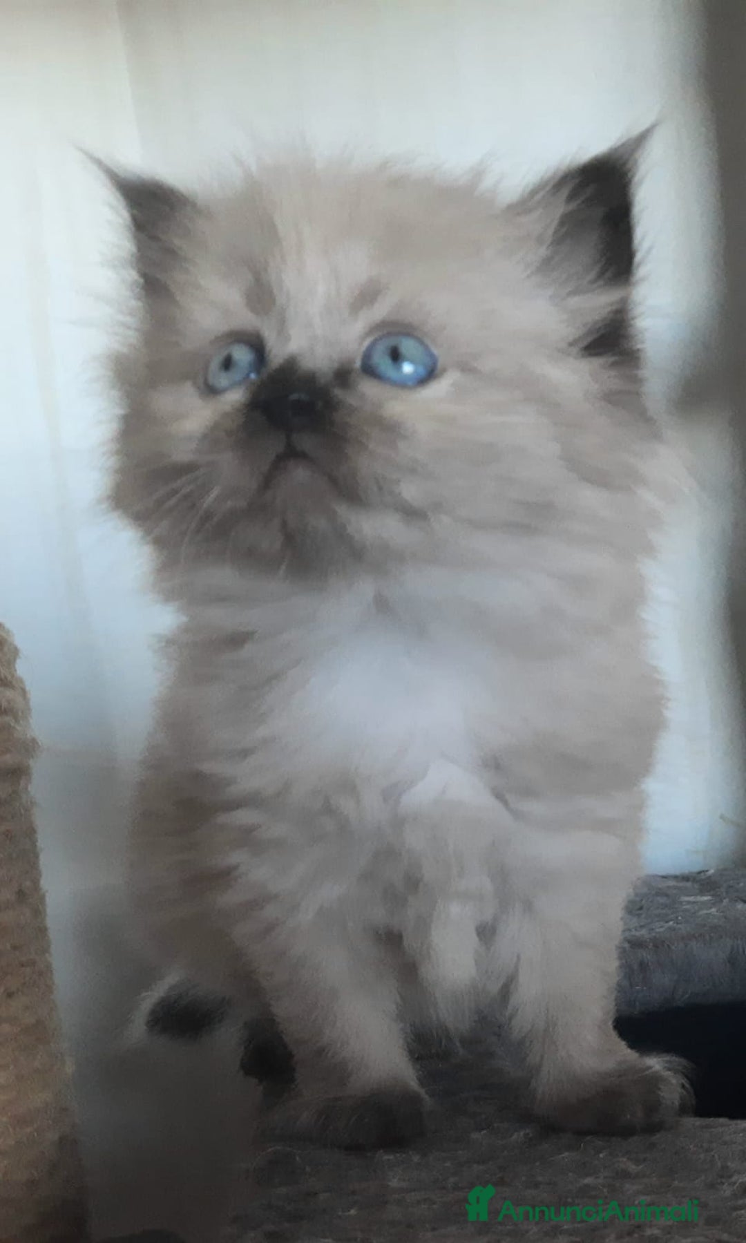 Siberiano gatti in vendita: Gatti cuccioli Siberiani ipoallergenici a Provincia di Forlì-Cesena - Immagine 21