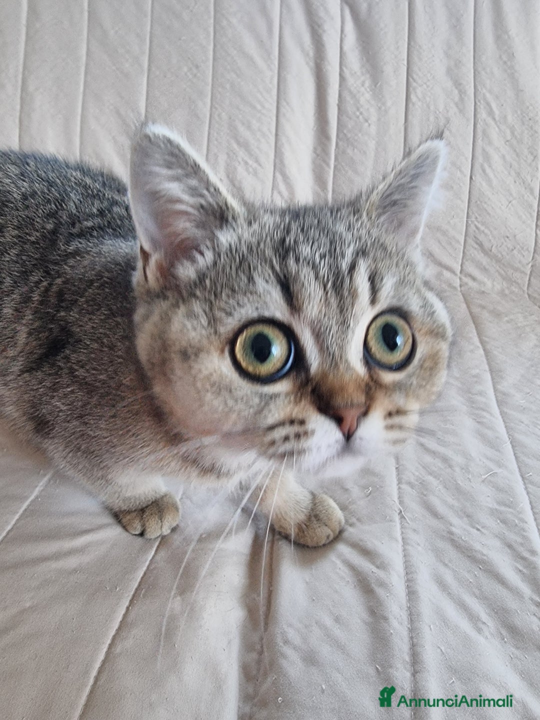 Scottish gatti in vendita: Scottish Straight con Pedigree  - Annuncio 5