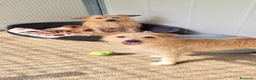 Meticcio cani in regalo: Mix yorkini 4 e7 anni,tg piccola,finiti in canile - Annuncio 6