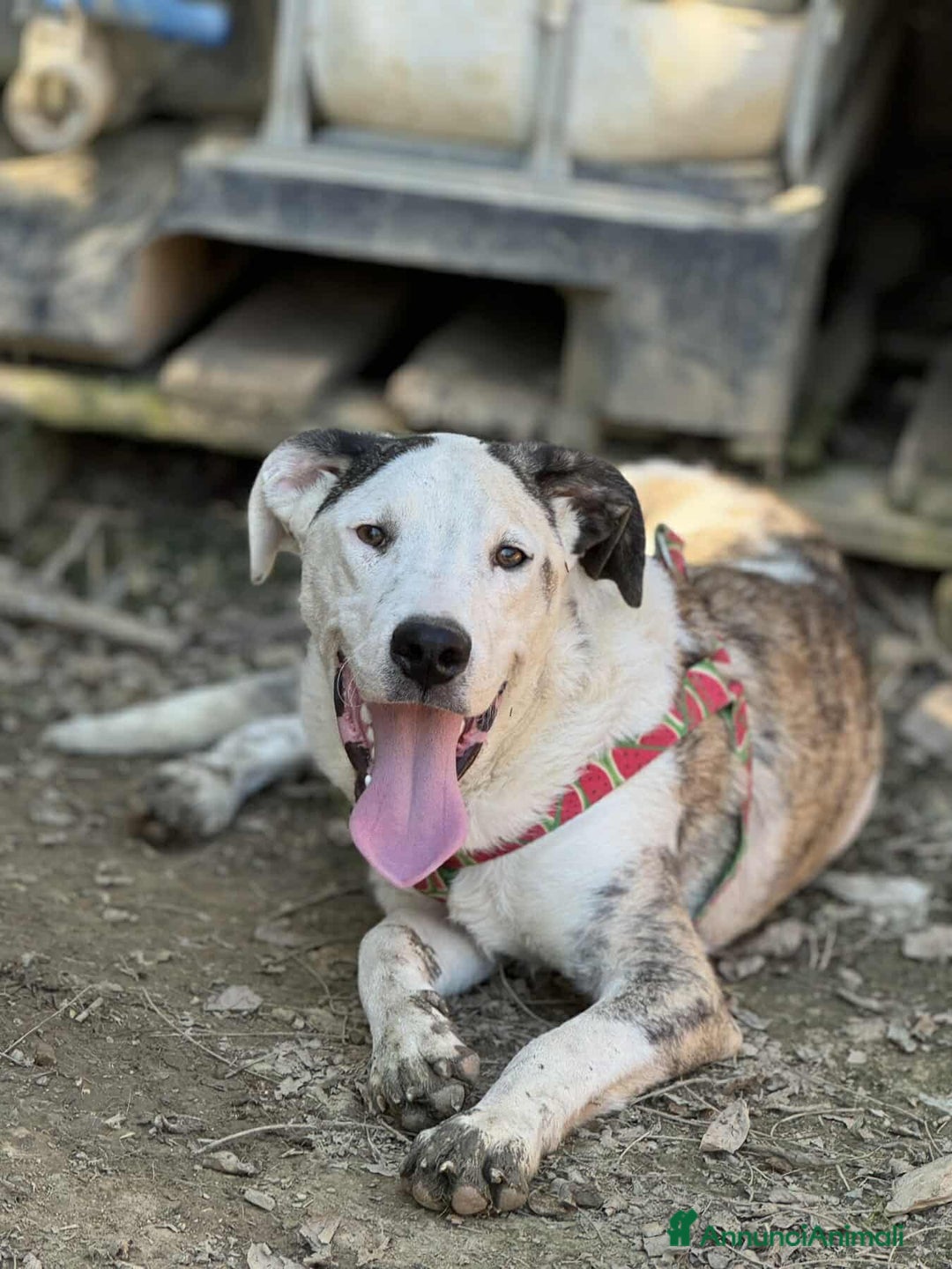 Pitbull cani in regalo: ROCK e ALFA, cuccioli super coccoloni! Mix PIT - Annuncio 4