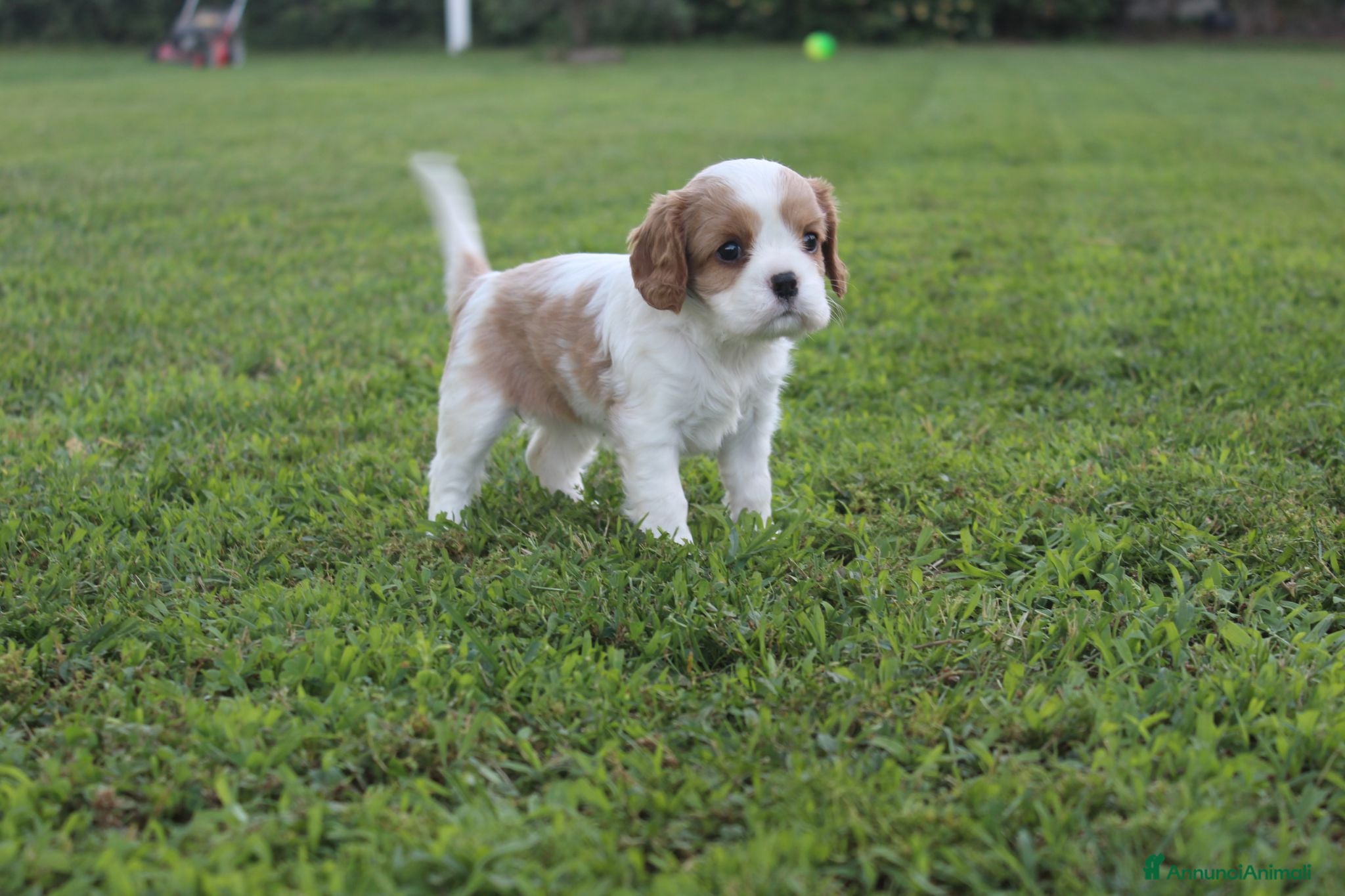 Cavalier King cani Ultimo cucciolo di Cavalier King con Pedigree - Annuncio 3
