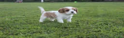 Cavalier King cani in vendita: Ultimo cucciolo di Cavalier King con Pedigree - Annuncio 1