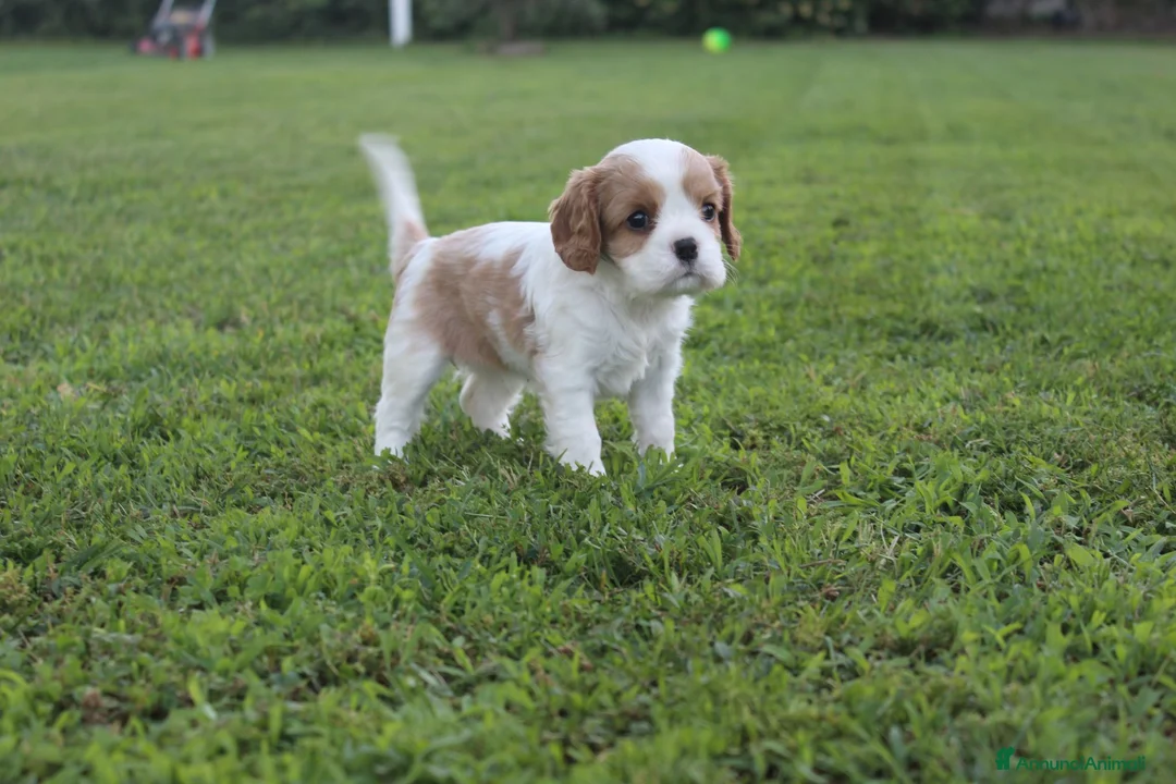 Cavalier King cani in vendita: Ultimo cucciolo di Cavalier King con Pedigree - Annuncio 1