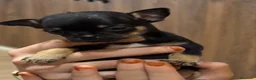 Chihuahua cani in vendita: Splendidi Cuccioli di chihuahua  - Annuncio 3