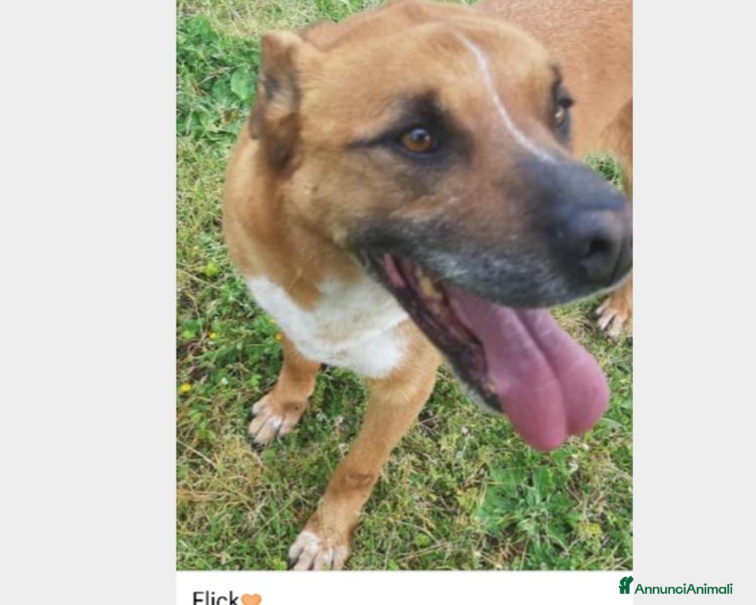 Meticcio cani in regalo: Flick, sostanza e dolcezza  a Roma - Annuncio 1
