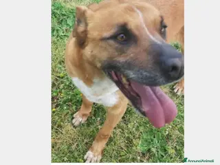 Meticcio cani Flick, sostanza e dolcezza a Roma - Annuncio 15