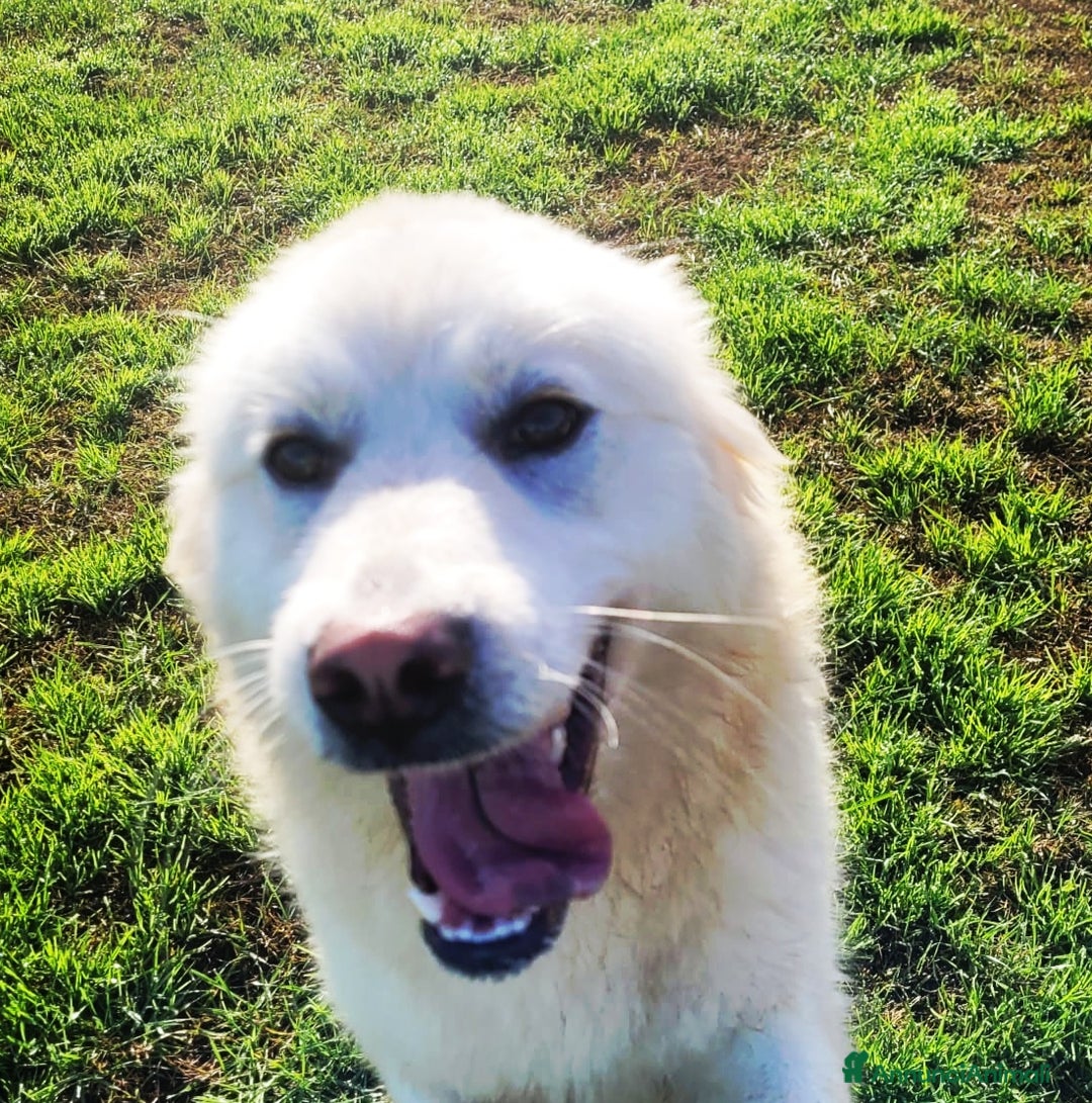 Pastore Maremmano cani in regalo: Lucius, cucciolone di pastore maremmano  - Annuncio 4
