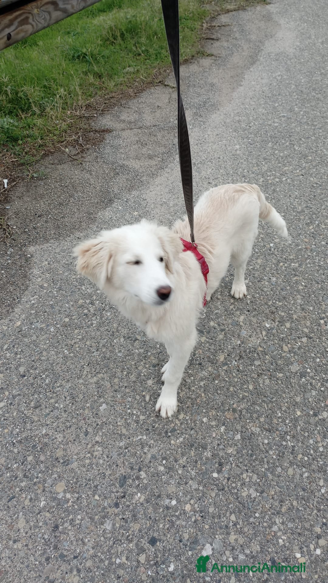 Meticcio cani in regalo:   TOBY - Annuncio 5