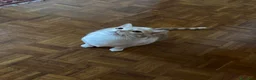 Europeo gatti in regalo: Milo bel gatto maschio a Provincia di Pistoia - Annuncio 6