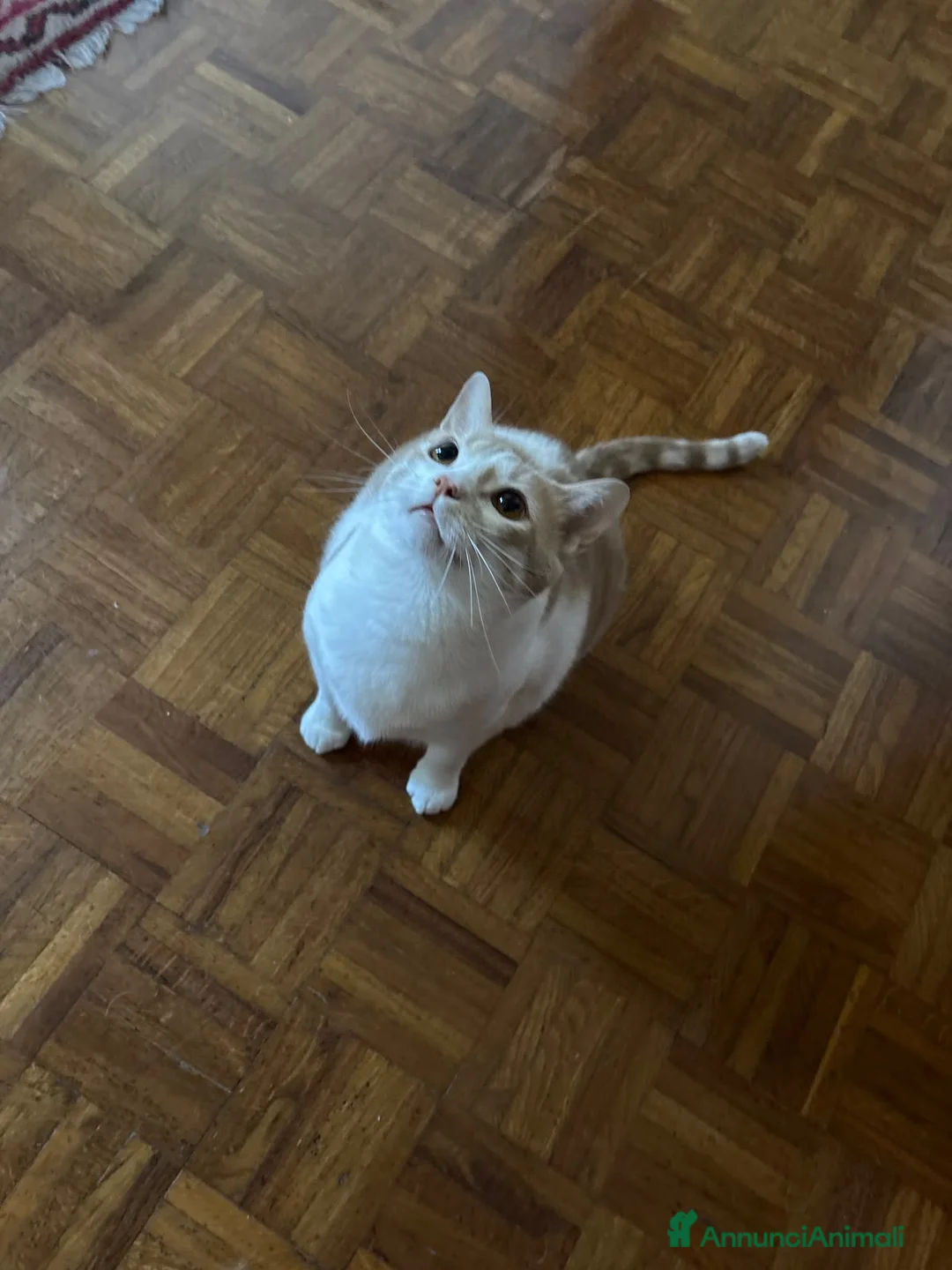 Europeo gatti in regalo: Milo bel gatto maschio a Provincia di Pistoia - Annuncio 6