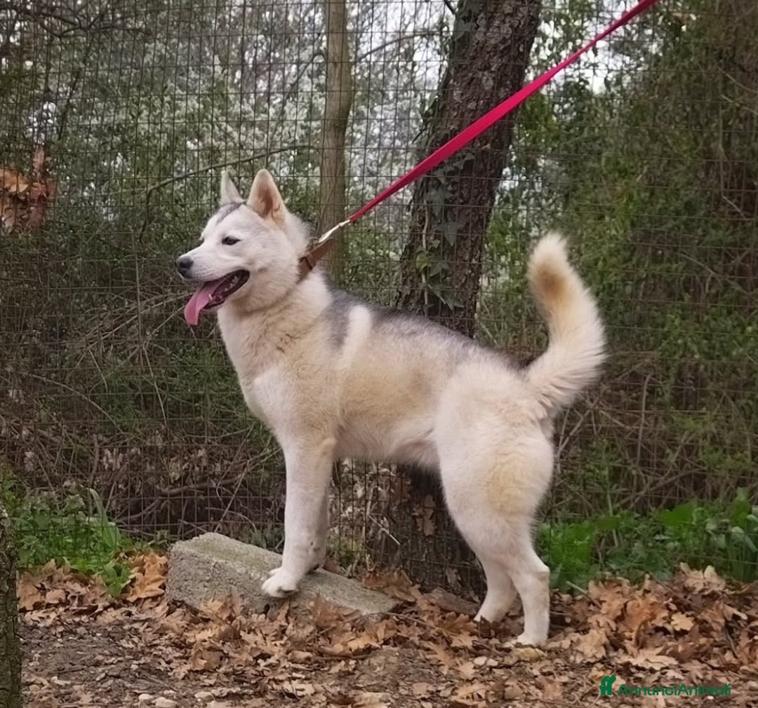 Husky cani in vendita: Cuccioli di Siberian Husky  - Annuncio 4