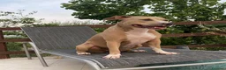 Pitbull cani in vendita: Cuccioli pitbull  - Annuncio 10