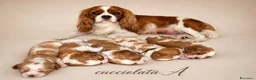 Cavalier King cani in vendita: Cavalier King cercano casa - Annuncio 1