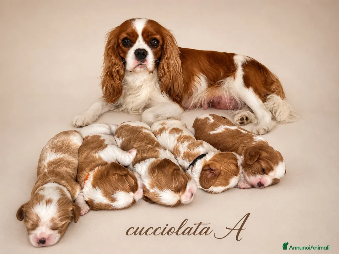 Cavalier King cani in vendita: Cavalier King cercano casa - Annuncio 1
