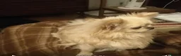 Chihuahua cani in vendita: Chihuahua con genealogia multi campioni ENCI  - Annuncio 14