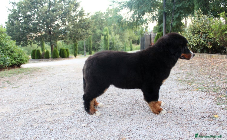 Bovaro del Bernese cani a Provincia di Frosinone - Annuncio 2