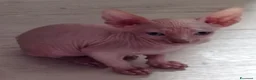 Sphynx gatti in vendita: Sphynx - Annuncio 3