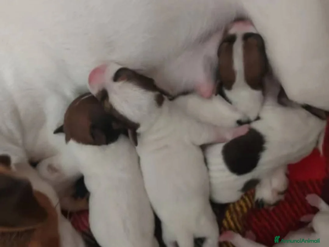 Jack Russell cani in vendita: Piccolissimo Gek Russel toy  nani - Annuncio 6