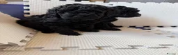 Barboncino cani in vendita: Barboncini nani - Annuncio 13