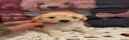 Barboncino cani in vendita: Barboncini nani - Annuncio 4