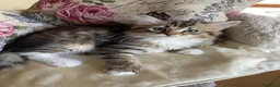 Siberiano gatti in vendita: Gattina Siberiana - Annuncio 4