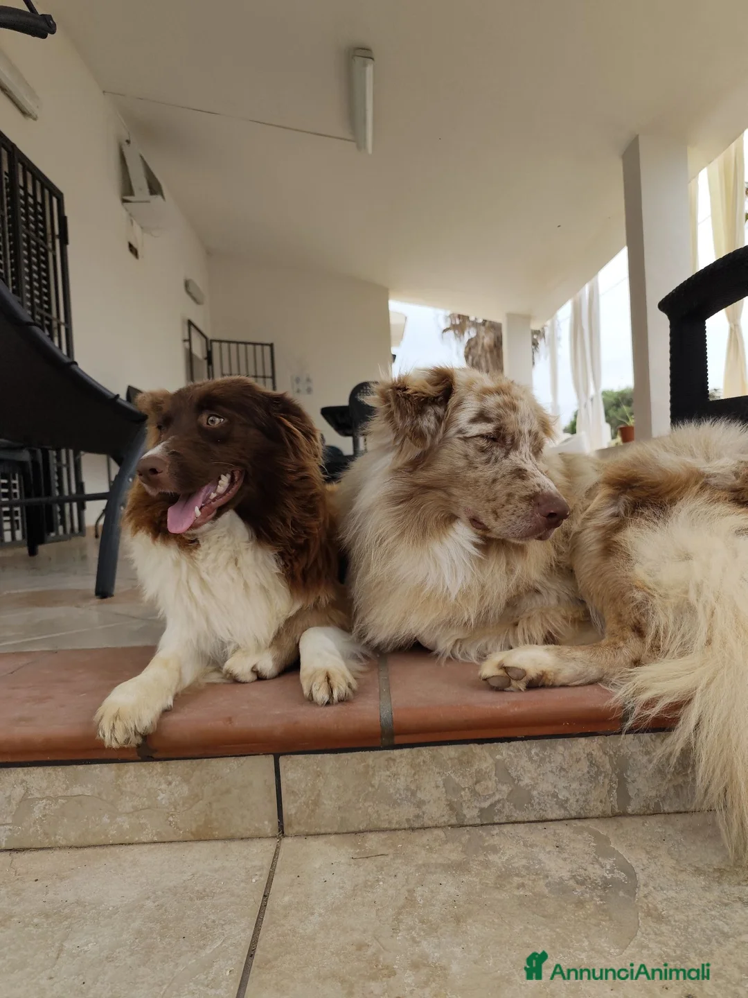 Australian Shepherd cani in vendita: Cucciolo di Pastore Australiano Red Merle - Annuncio 5