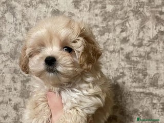Maltipoo cani Maltipoo - Annuncio 4