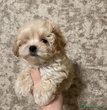 Maltipoo cani Maltipoo - Annuncio 1