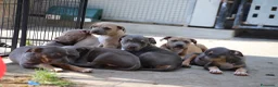 Pitbull cani in vendita: Cuccioli Pit Bull pronta consegna anche a rate - Annuncio 15