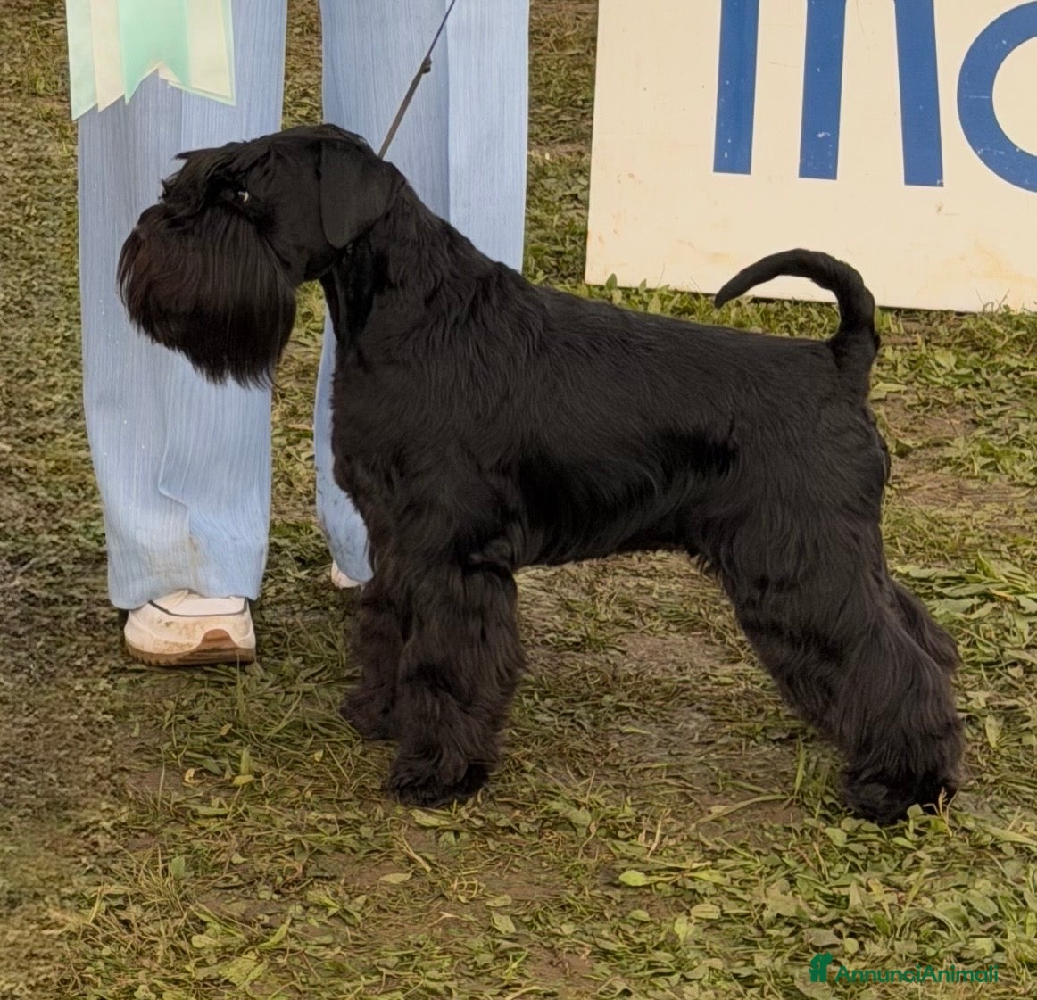 Mini Schnauzer cani Schnauzer Nano nero  - Annuncio 13