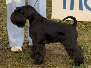 Mini Schnauzer cani Schnauzer Nano nero - Annuncio 1