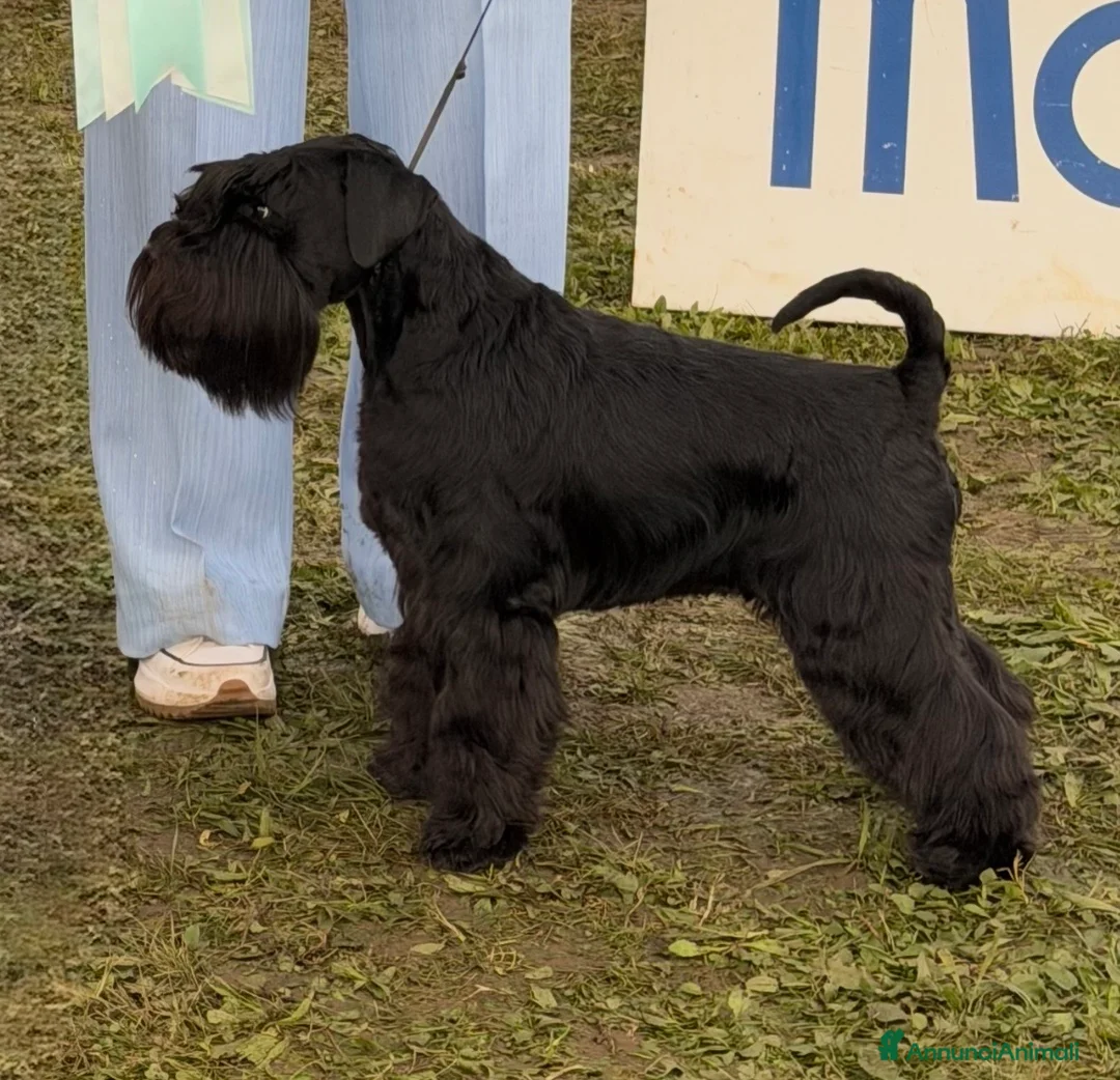 Mini Schnauzer cani in vendita: Schnauzer Nano nero  - Annuncio 1