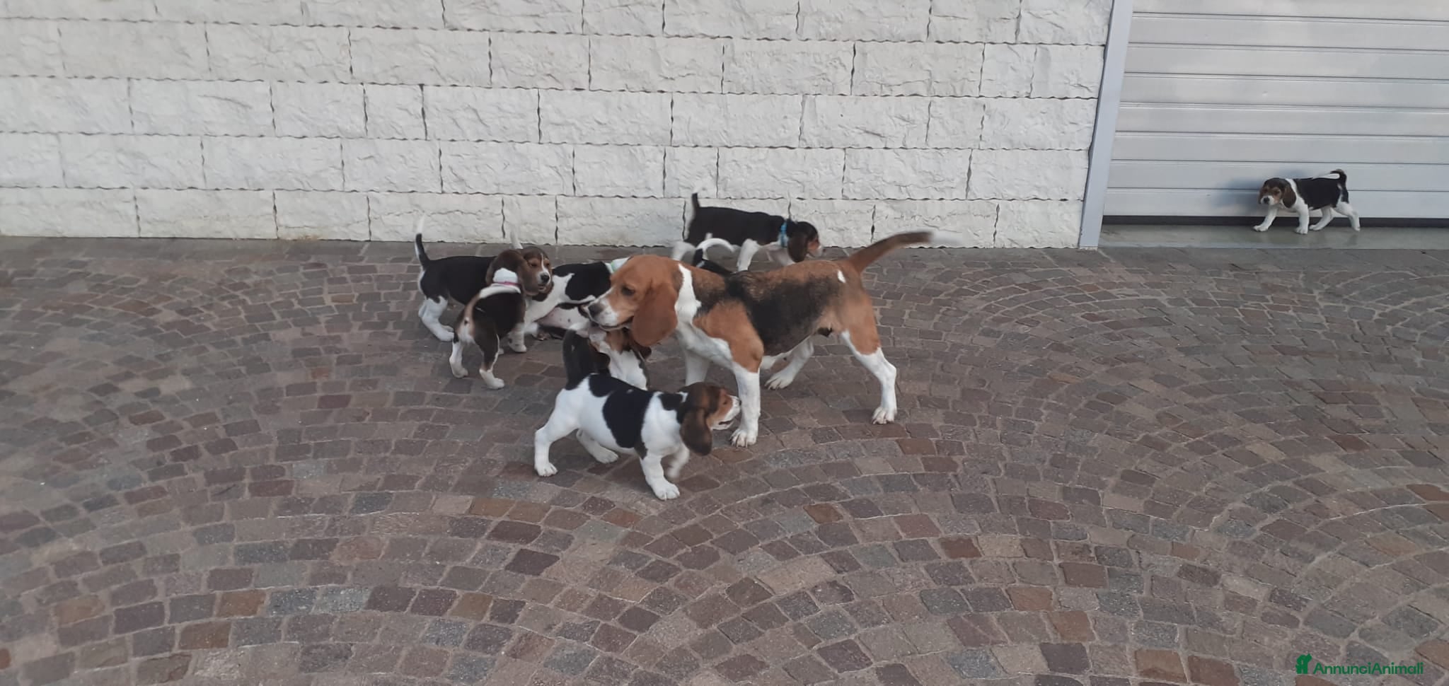 Beagle cani ULTIME CUCCIOLE BEAGLE TRICOLORE - Annuncio 14