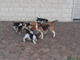 Beagle cani ULTIME CUCCIOLE BEAGLE TRICOLORE - Annuncio 14