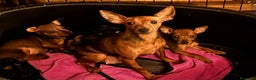Pinscher Miniatura cani in vendita: Cucciolo Zwergpinscher - Annuncio 1