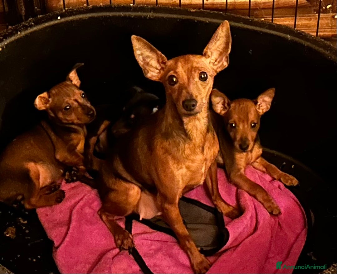 Pinscher Miniatura cani in vendita: Cucciolo Zwergpinscher - Annuncio 1