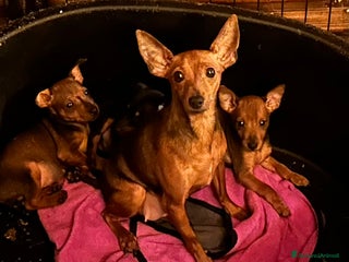 Pinscher Miniatura cani Cucciolo Zwergpinscher - Annuncio 9