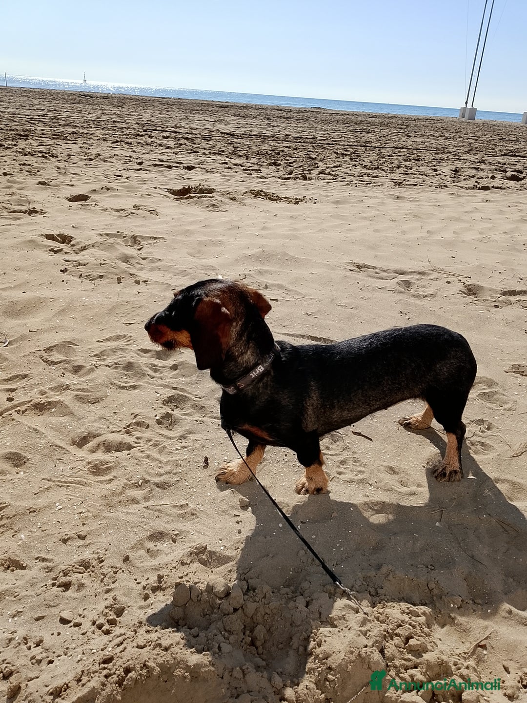 Bassotto cani in vendita: Bassotta 18 mesi taglia nana  - Annuncio 6