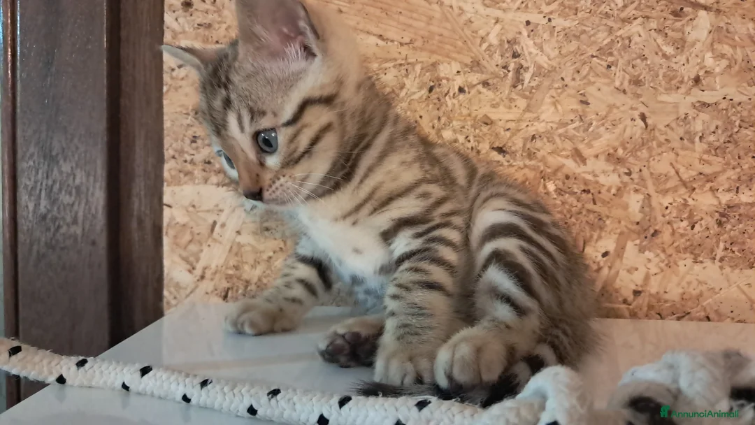 Bengala gatti in vendita: Bengala snow cucciolo a Provincia di Verona - Annuncio 2