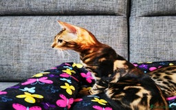 Bengala gatti in vendita: BENGALA CUCCIOLI  - Immagine 2