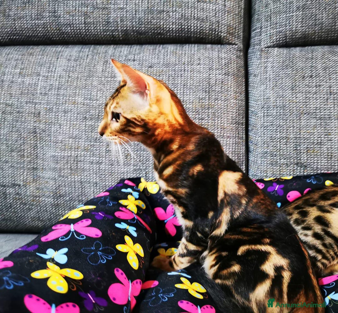Bengala gatti in vendita: BENGALA CUCCIOLI  - Immagine 2