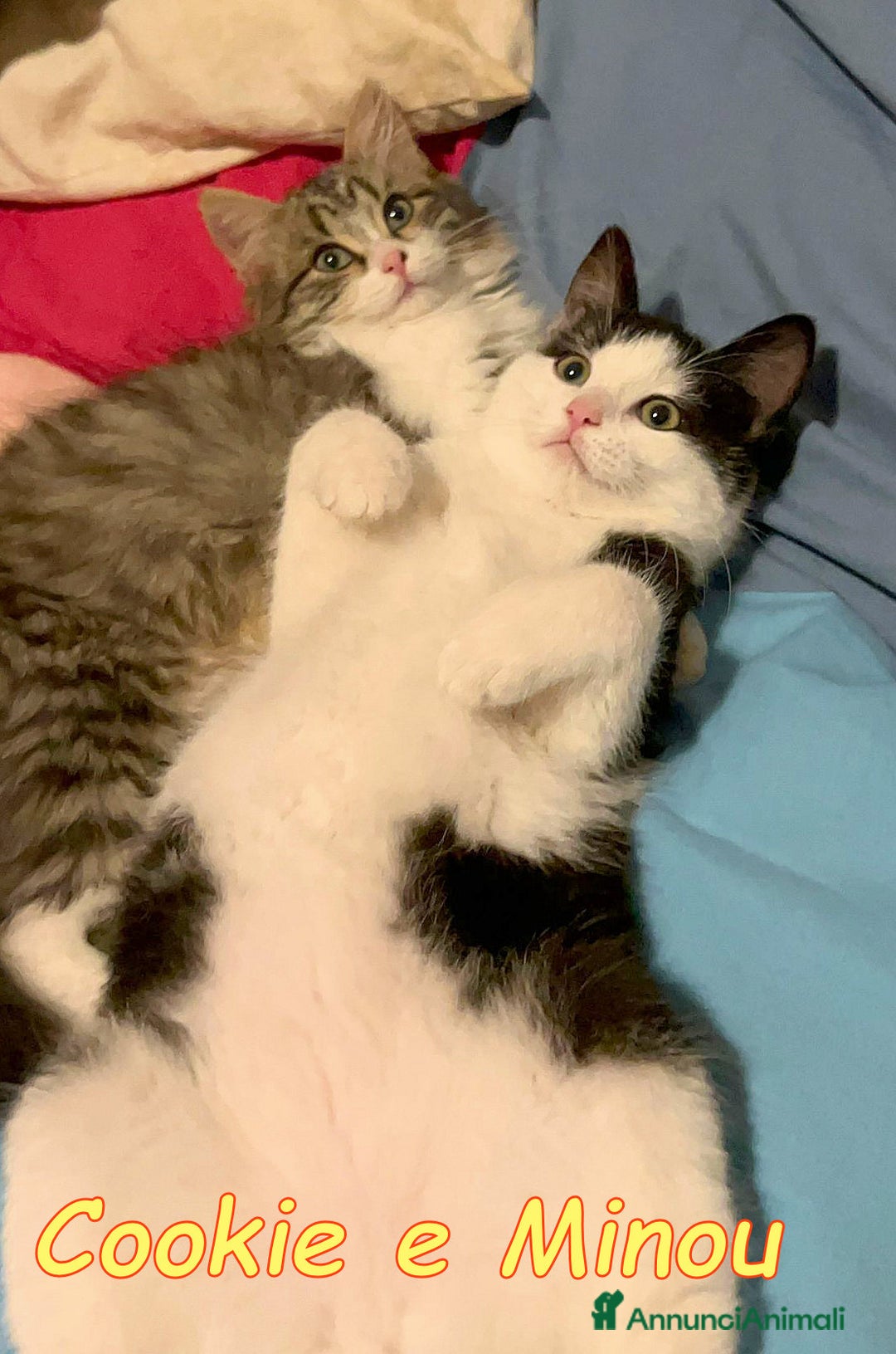 Europeo gatti in regalo: COOKIE E MINOU - Annuncio 2