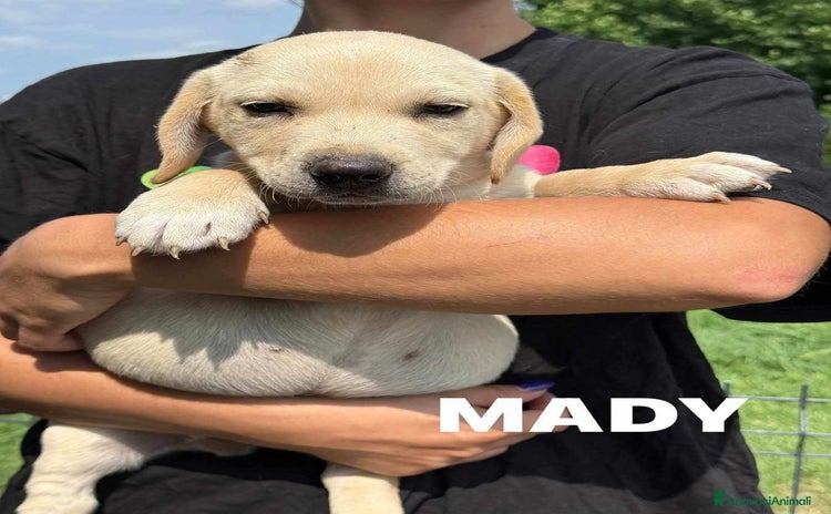 Labrador cani - Annuncio 1