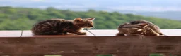 Bengala gatti in vendita: Cuccioli Bengala a Provincia di Cosenza - Annuncio 26