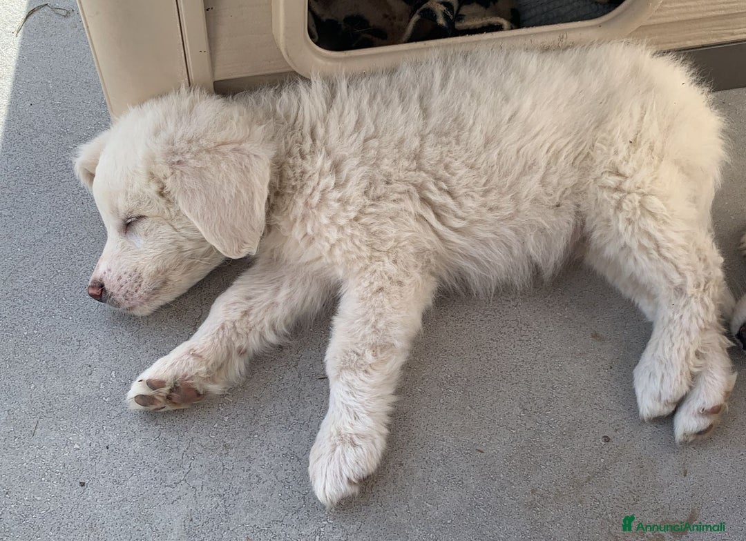 Meticcio cani in regalo: UNA MAMMA PER FIOCCO - Annuncio 2